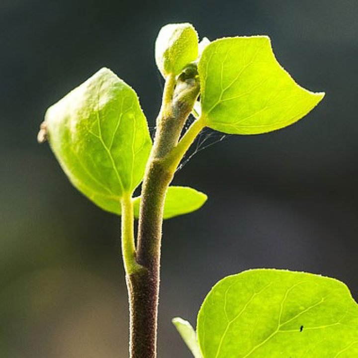 gardener gallery 3